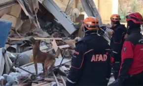 Depremin kahraman köpekleri