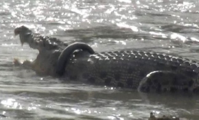 Endonezya'da timsahın boynundaki lastiği çıkarana ödül
