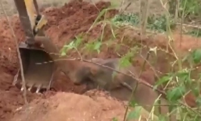 Hindistan'da çukura düşen yavru fil kurtarıldı