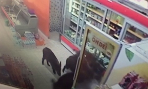 Aç kalan domuz sürüsü markete daldı