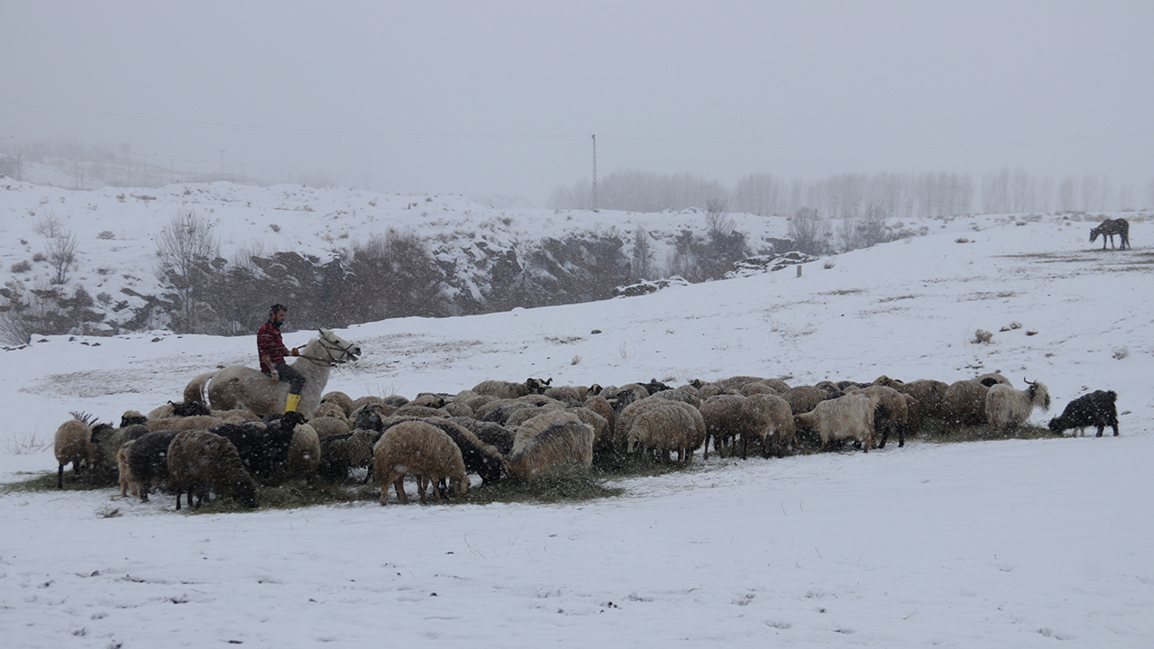 İlçeye bağlı Aşağıgöze Mahallesi`nde besicilerin umutla beklediği kuzular dünyaya gelmeye başladı. 