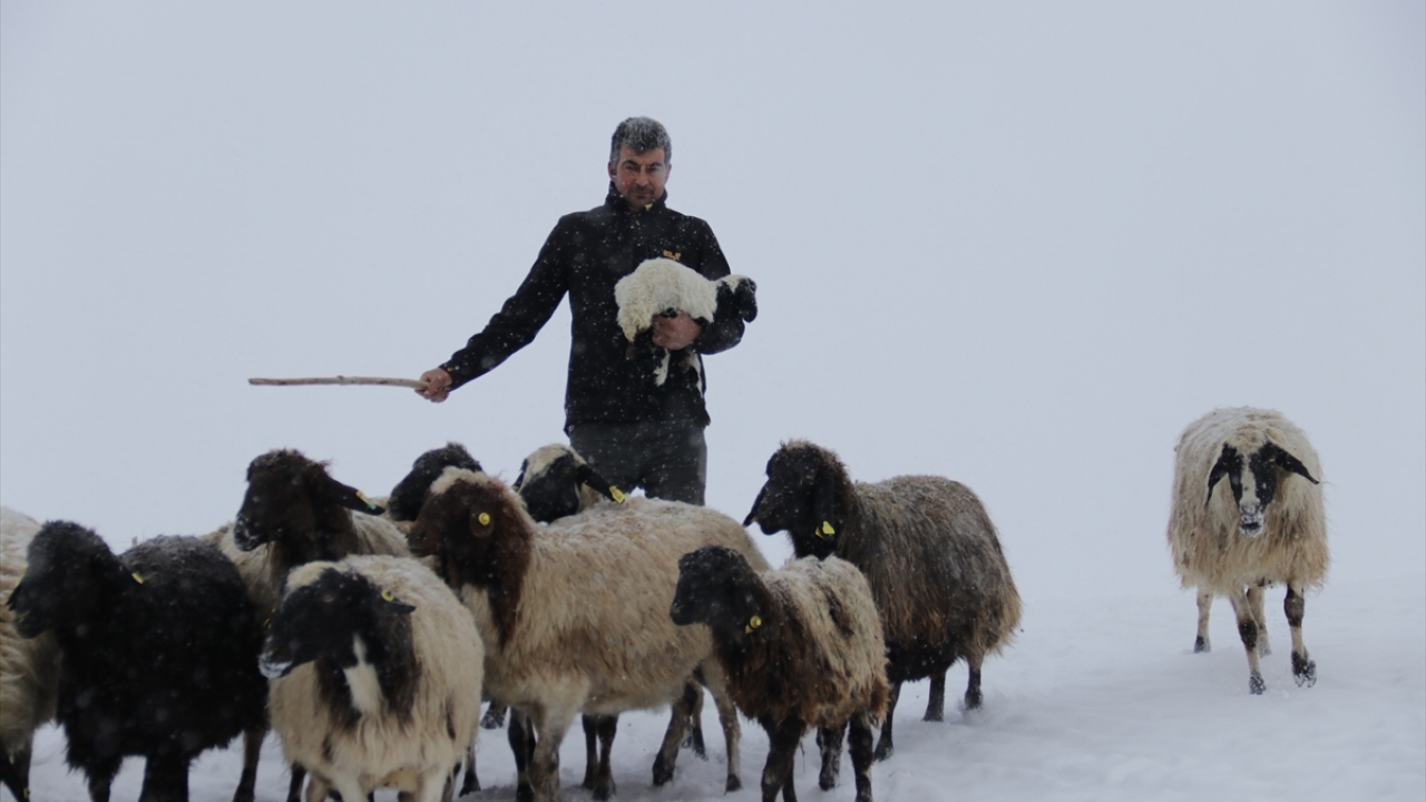 Sabah erken saatlerde kar altındaki ot ve samanı çuvallara doldurarak ezdikleri karın üstüne bırakan hayvan sahipleri, ağıllardan çıkardıkları küçükbaş hayvan sürüsünü burada besliyor.