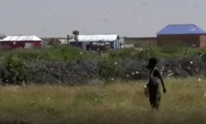 Son 25 yılın en şiddetli çekirge istilası