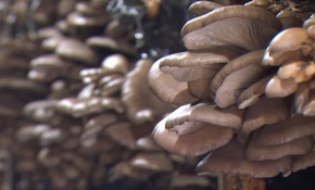 Türkiye'de mantarın başkenti Korkuteli