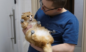 Patileri ampute edilen kedinin yardımına teknoloji yetişti