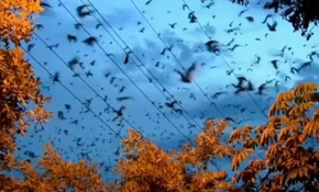 Avustralya'da şimdi de yarasa istilası