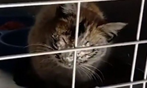 Elazığ'da 12 gün sonra kurtarılan kedi emin ellerde