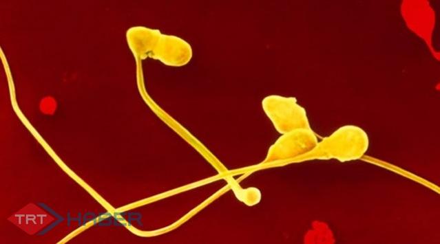 Kök Hücreyle Sağlıklı Sperm Üretildi