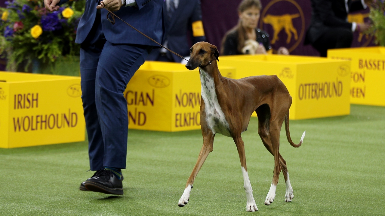 Şovda farklı cins köpekler çeşitli kategorilerde yarıştı.