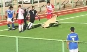 Maç esnasında sahaya giren köpek hareketleriyle taraftarları güldürdü