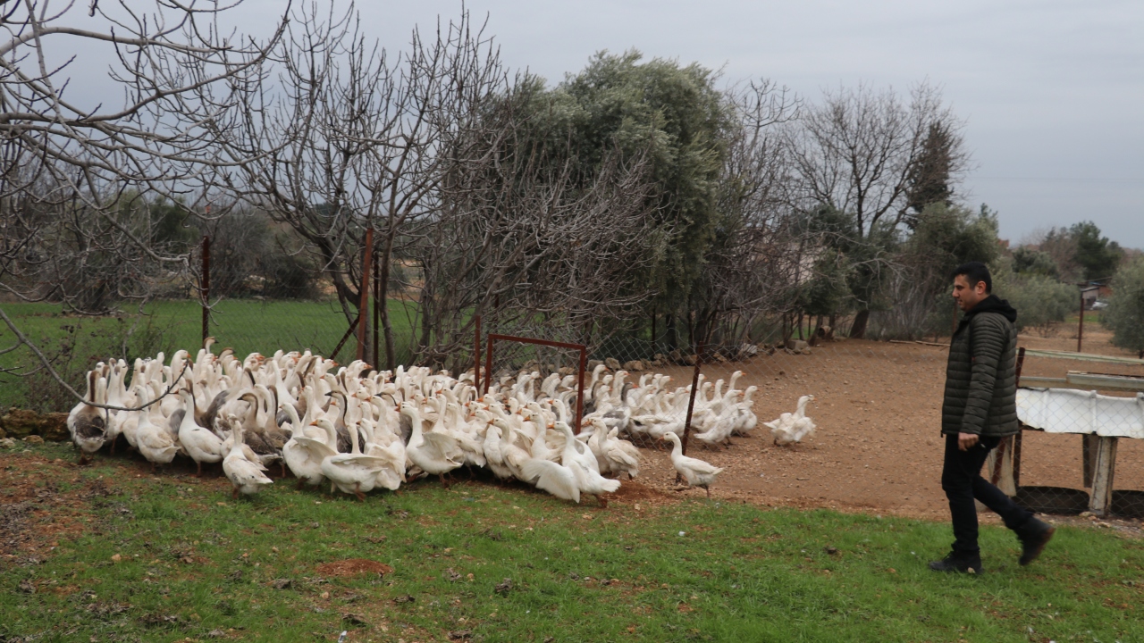 İmamoğlu ilçesinde yaşayan 29 yaşındaki Bekir Türkmen, 8 yıl önce bir düğüne katılmak üzere gittiği Kars`ta yediği kaz etinin fiyatının yüksek olmasından etkilenerek, ilçede kaz çiftliği kurma yollarını araştırdı.