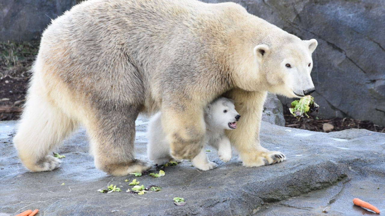 Hagenbeck, Nora`nın ikiz doğurduğunu, yavrulardan birinin doğumdan hemen sonra yaşamını yitirdiğini, ikinci yavrunun, annesinin korumasında yaklaşık 3 ay süresince özel korunaklı yuvada büyüdüğünü anlattı.