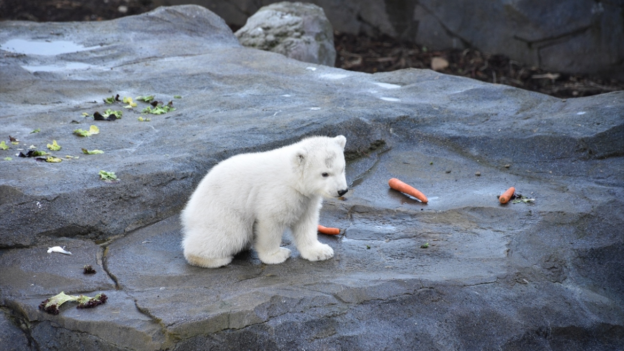 Henüz cinsiyeti belli değil