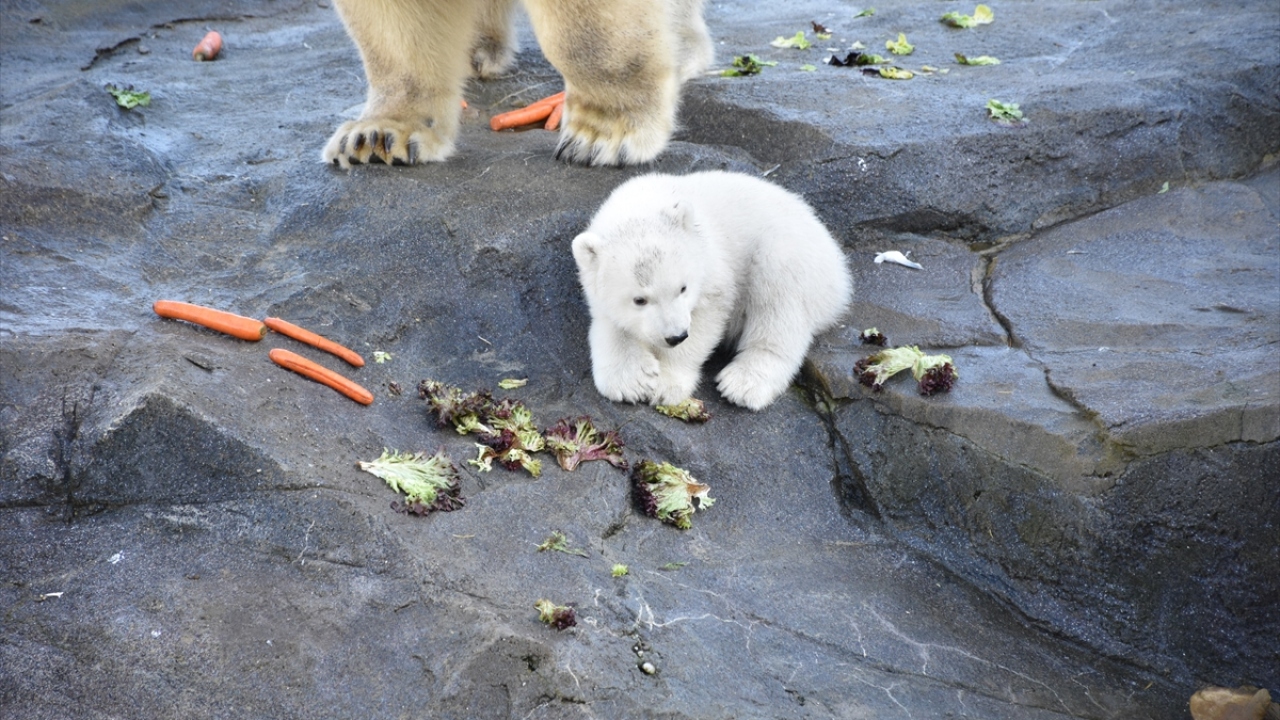 Yarından itibaren ziyaretçilerin de görebileceği, yaklaşık 14 kilo ağırlığındaki yavru kutup ayısının güvenliği için, baba kutup ayısı ayrı bir bölmede tutuluyor.