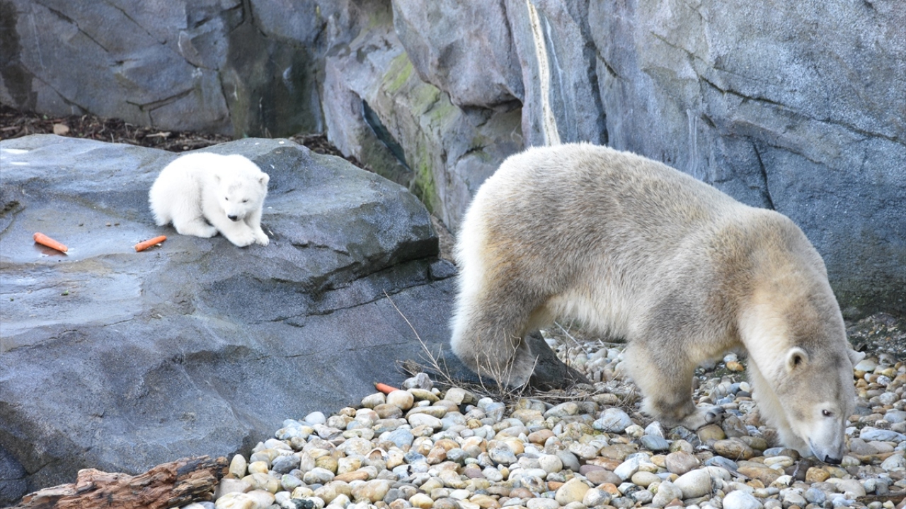 Avrupa`nın en eski hayvanat bahçelerinden Schönbrunn`da, en son 2007`de Arktos ve Nanuq adında iki kutup ayısı dünyaya gelmişti.  
