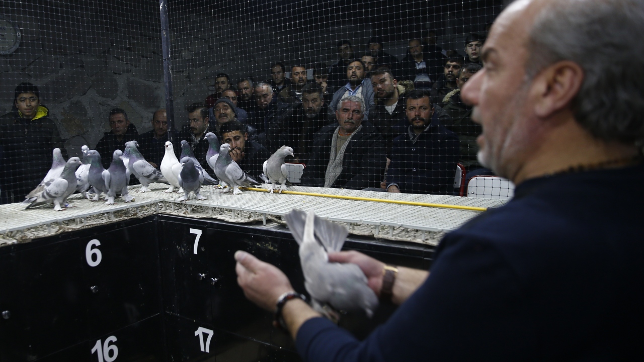 Ankara`da güvercin mezadında ihale usulü satışa çıkarılan oyun kuşları, cinsine ve özelliğine göre 7 bin liraya kadar alıcı buluyor.