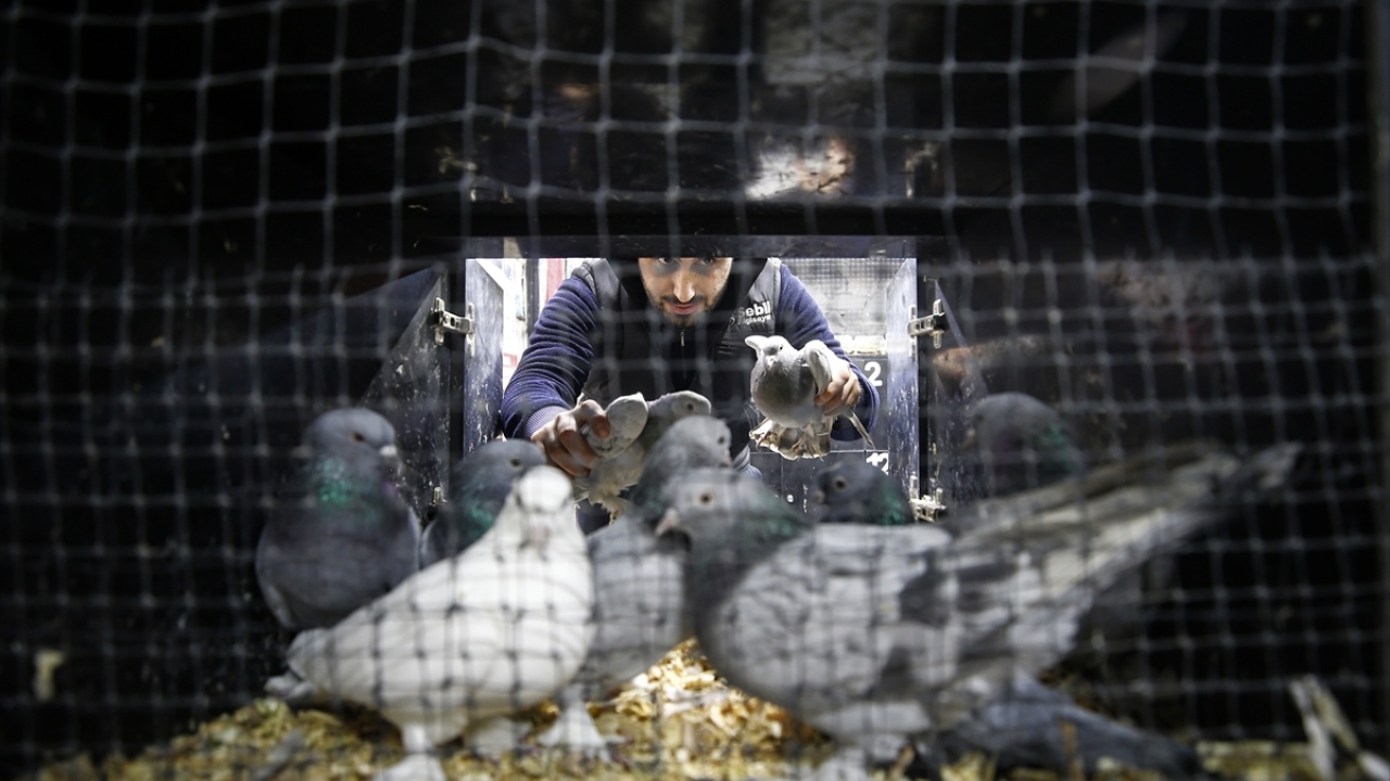 Yenimahalle ilçesinde Başkent Kanatlı ve Kümes Hayvanlarını Araştırma Geliştirme ve Üreticileri Derneği`nin lokalinde, güvercin mezadı için bir araya gelen kuş sahipleri, gözleri gibi baktıkları hayvanlarını görücüye çıkarıp satıyor.