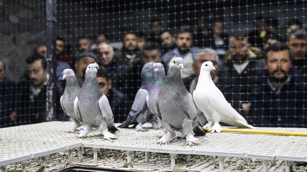 Eskiden Ankara`nın çeşitli yerlerinde güvercin pazarlarının bulunduğunu anlatan Baltacı, bu pazarların kapanmasıyla ilk güvercin mezadının Hamamönü bölgesinde açıldığını ve daha sonra da bunların sayısının arttığını aktardı.