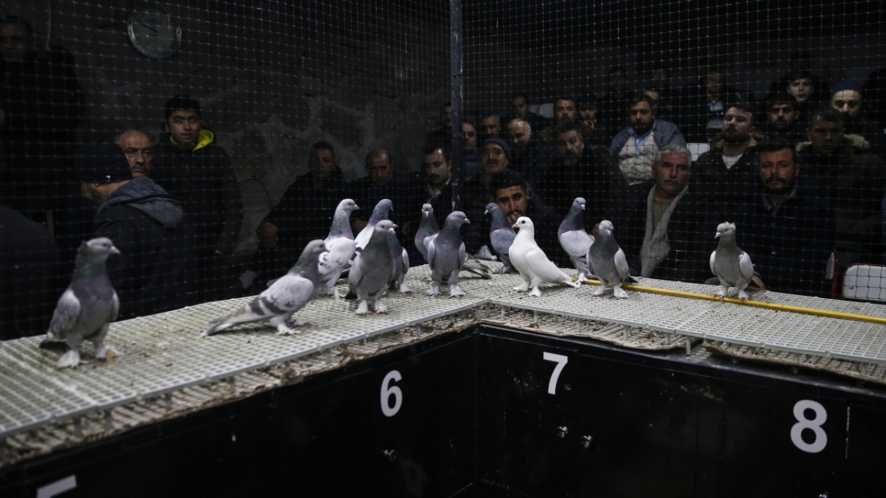 "Kuşlar önceden inceleniyor"