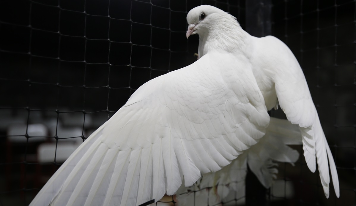 Mezatta, güvercinler ilk olarak belirlenen taban fiyattan satışa çıkarılıyor, alıcıların fiyatı artırmasıyla satış son teklifle sona eriyor.