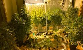 Evi uyuşturucu tarlasına çevirmiş