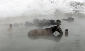 Manda ve atların kaplıca keyfi yoğun ilgi görüyor