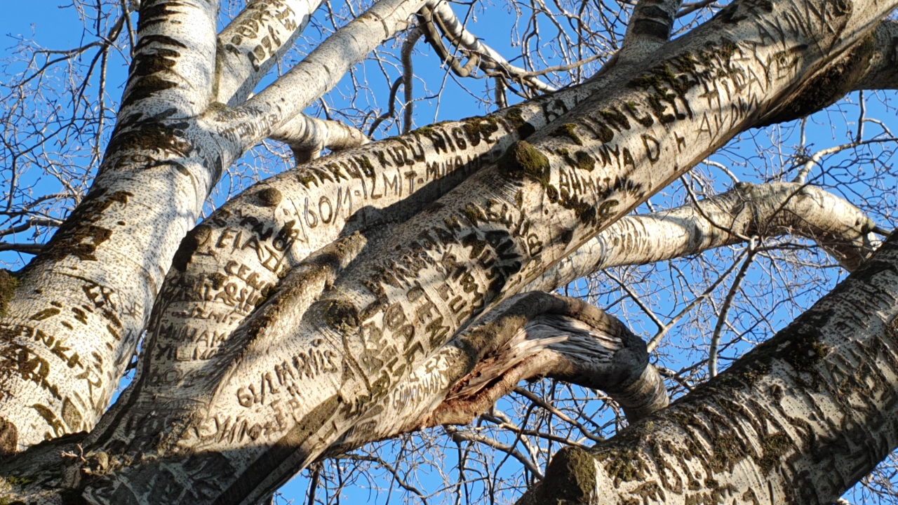 Selçuk Mahallesi`nde, 1970`li yıllardan başlayarak 1990`lara kadar yazılar bulunan ağaç, halk arasında `Künye Ağacı` olarak biliniyor.
