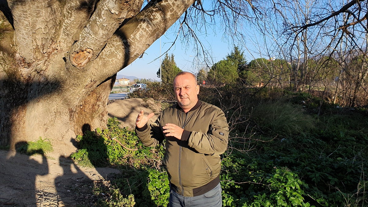 Mahalle Muhtarı Selim Sarıkaya, yaptığı açıklamada, ağacın adeta ilçenin sembollerinden biri haline geldiğini söyledi.