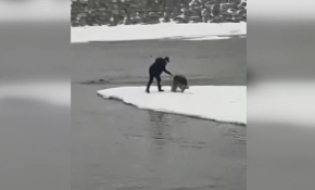 Ağrı'da buz kütlesi üzerinde mahsur kalan kurt kurtarıldı