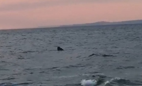 Saros Körfezi'nde dev köpek balığı görüntülendi