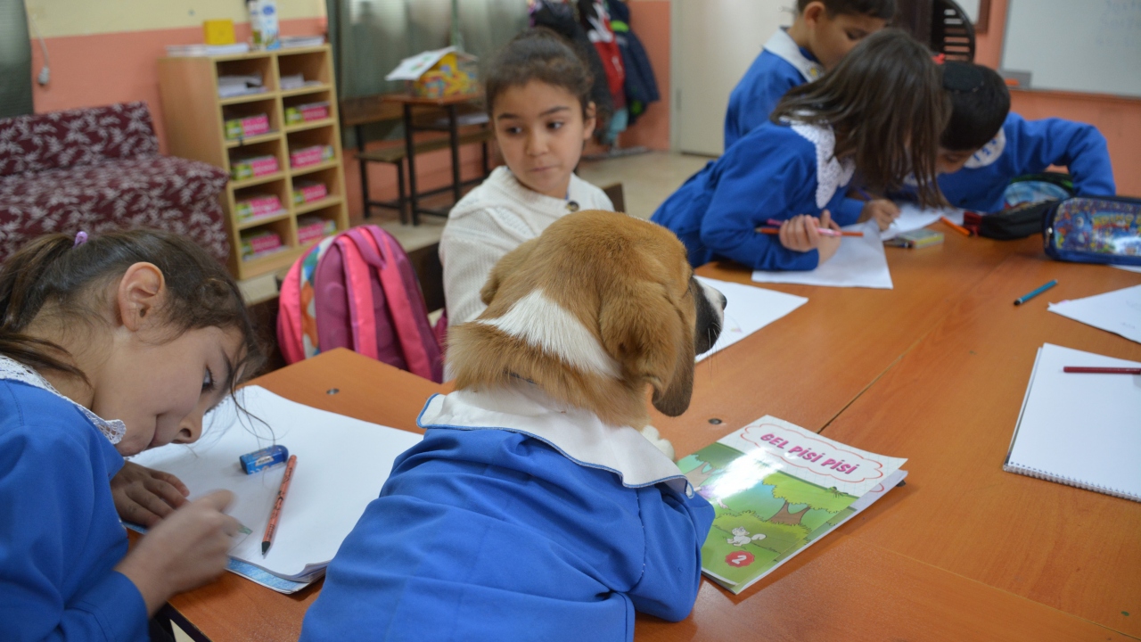 Sevimli köpek, formayla öğrenciler arasında dolaşıyor.