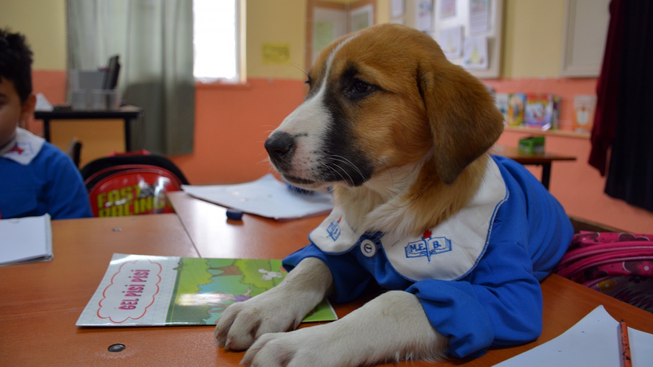 Öğrencilerle birlikte derse giren yavru köpeğin adı ise Fındık. 