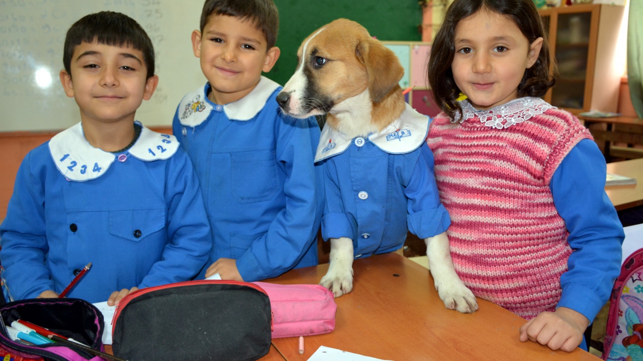 Öğrencilerin peşini bırakmayan Fındık, ders saatlerinde de öğrencilerle birlikte sınıfa girmeye başladı. 