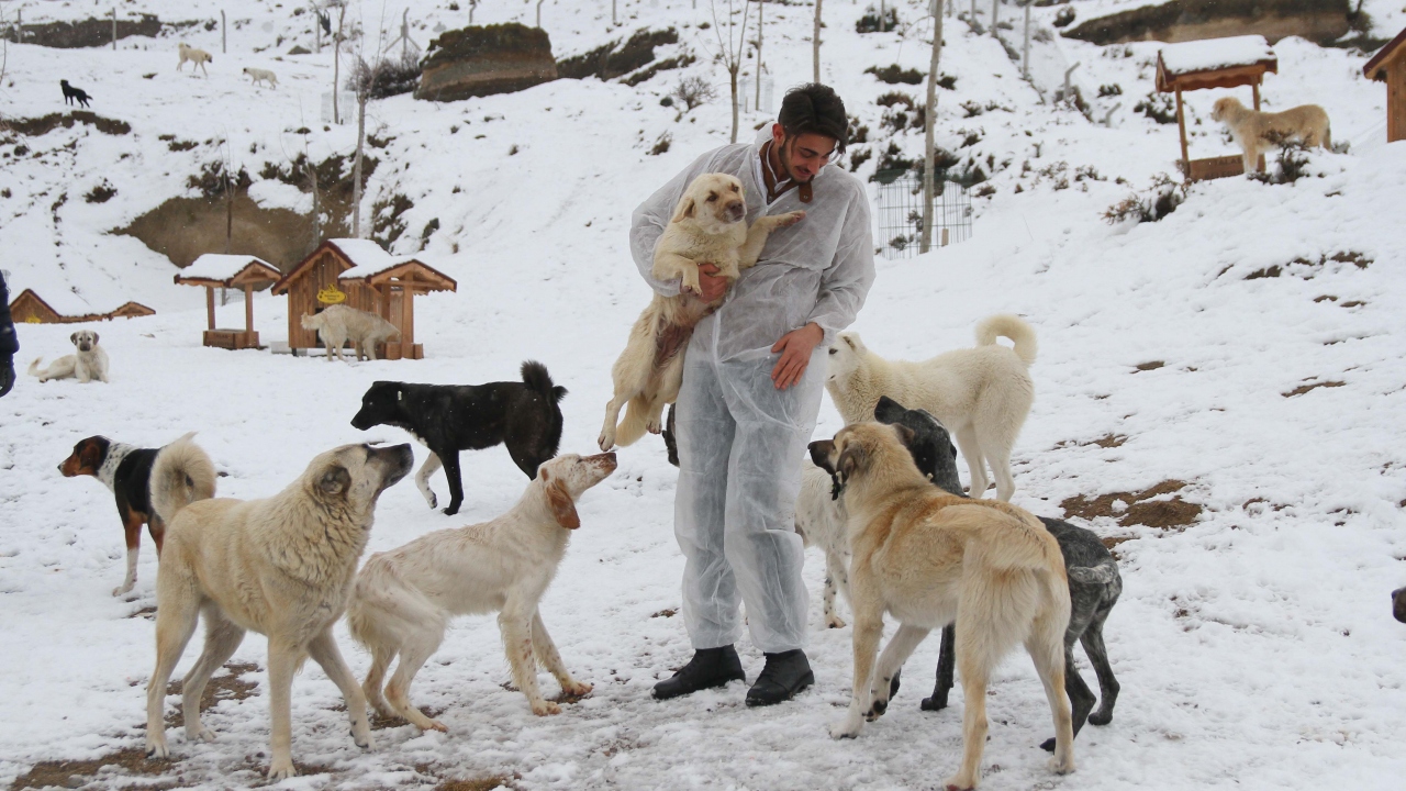 Dernek, kazalarda yaralanan, sokakta aç kalan veya soğuktan etkilenen bakıma muhtaç köpek ve kedilerin yardımına koşuyor.