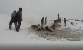 Buz kırılınca suya düşen atlar seyisler tarafından kurtarıldı