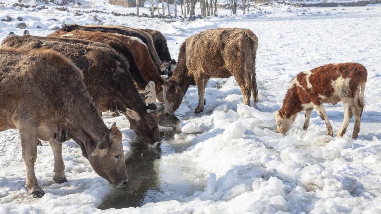 Dilburnu köyünde hayvancılık yapan Ahmet Canbay, köy halkı olarak yaz ve kış mevsiminde hayvanlarına Nazik Gölü’nün suyunu içirdiklerini söyledi.
