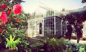 Tarihi serada kamelyalar açtı