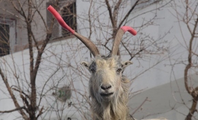 Kavga eden keçilere hortumla çözüm buldu