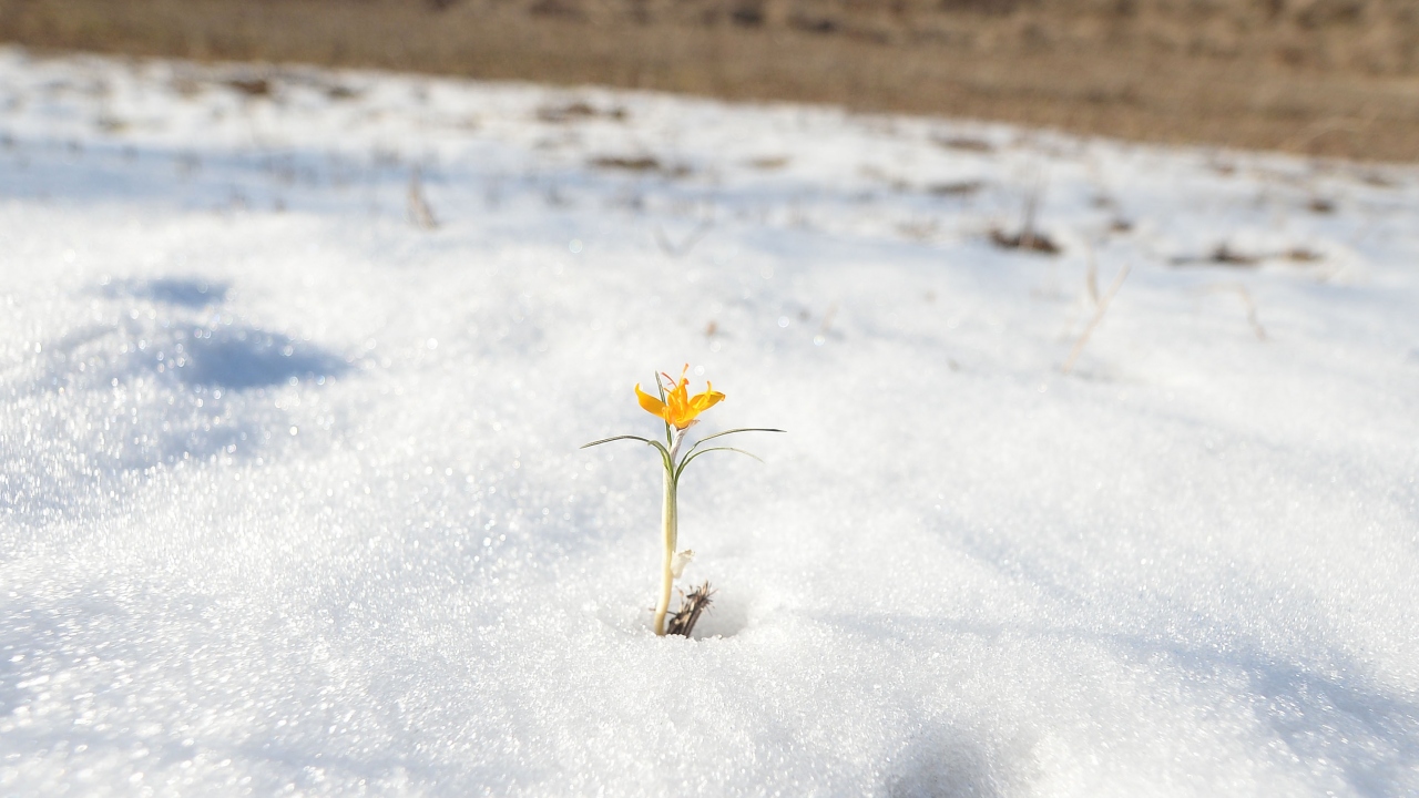 Dünyada 85 doğal türü bulunan, Türkiye`de ise 72 türüne rastlanan çiğdem, halk inanışına göre cemre havaya düşünce açtığı için "baharın müjdecisi" olarak biliniyor. 