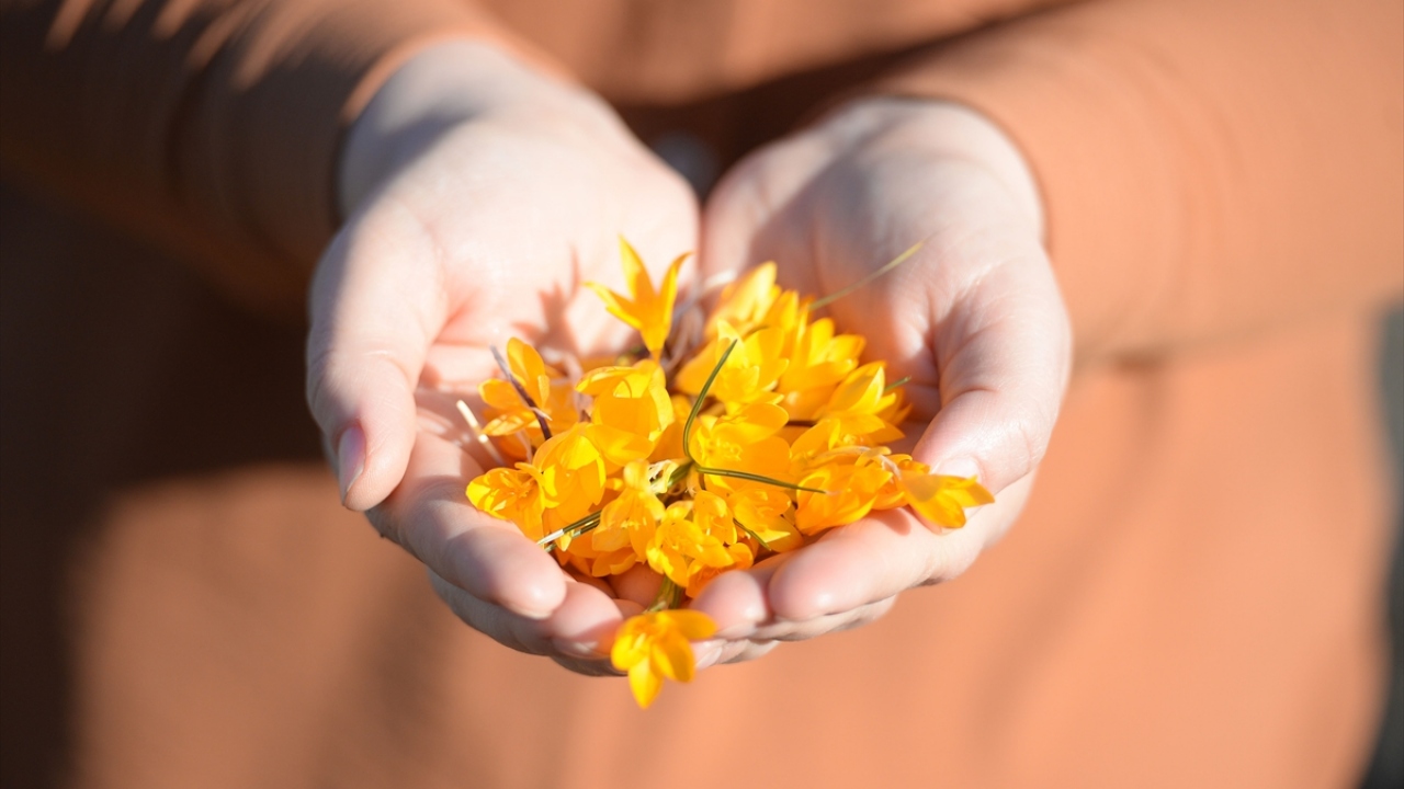 İnsanların isimlerine yerleşen, türkü ve şiirlere konu olan, yemeklere lezzet katan, şifa dağıttığına inanılan, geceleri ve kapalı havalarda çiçeği kapanan, güneşi gördüğünde tekrardan açılan çiğdemin 19 türü Türkiye`de endemik bitki sınıfında yer alıyor.