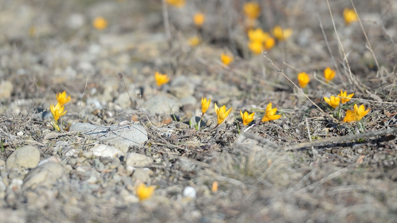 Karabük`ün Ovacık ilçesinde de karların arasından kendisini güneşe göstererek mor, beyaz ve sarı renkte açan çiğdem, fotoğraf sanatçılarına da çalışma alanı sunuyor.