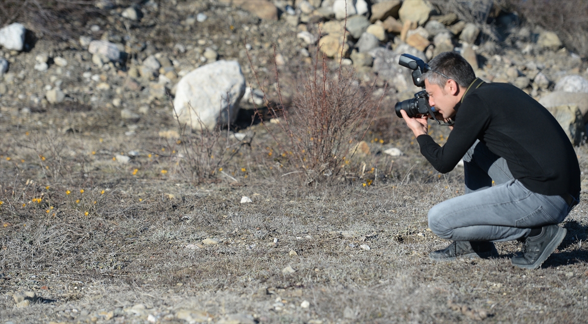 Karabük Tarım ve Orman İl Müdürü Çetin Ayvalık, yaptığı açıklamada, çiçek açan çiğdemlerin ilde iki türünün görüldüğünü söyledi.