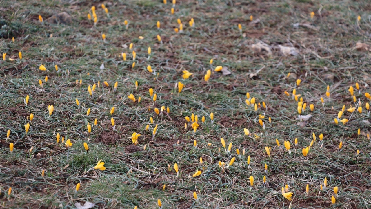 Mor renkte olanın sonbaharda, sarısının da ilkbaharın başlangıcında açtığını anlatan Çetin, "Çiğdemler, baharın güzel ışıklarıyla il ve ilçelerimizi süsledi. Bu sayede baharın da geldiğini anlıyoruz." dedi.