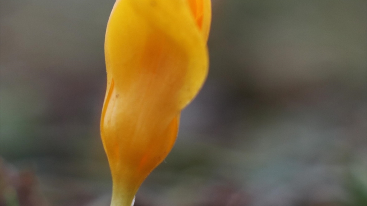 Çetin, Karabük`ün başta Safranbolu olmak üzere bütünüyle kültür ve doğa turizminde öne çıktığını belirterek, kentin her mevsim ayrı bir güzelliğe büründüğünü, ilkbaharda da çiğdemin görüntüsü ve kokusuyla insanları cezbettiğini ifade etti. 