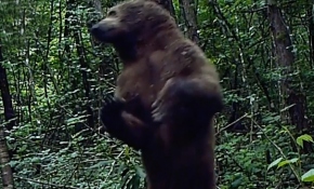 Küre Dağları'nda boz ayı fotokapanla görüntülendi