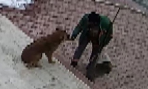 Sokak köpeğiyle temizlik görevlisinin sıcak karşılaşması