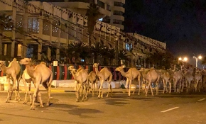 Hafter'in saldıları sonrası binlerce deve Trablus Limanı'ndan tahliye edildi