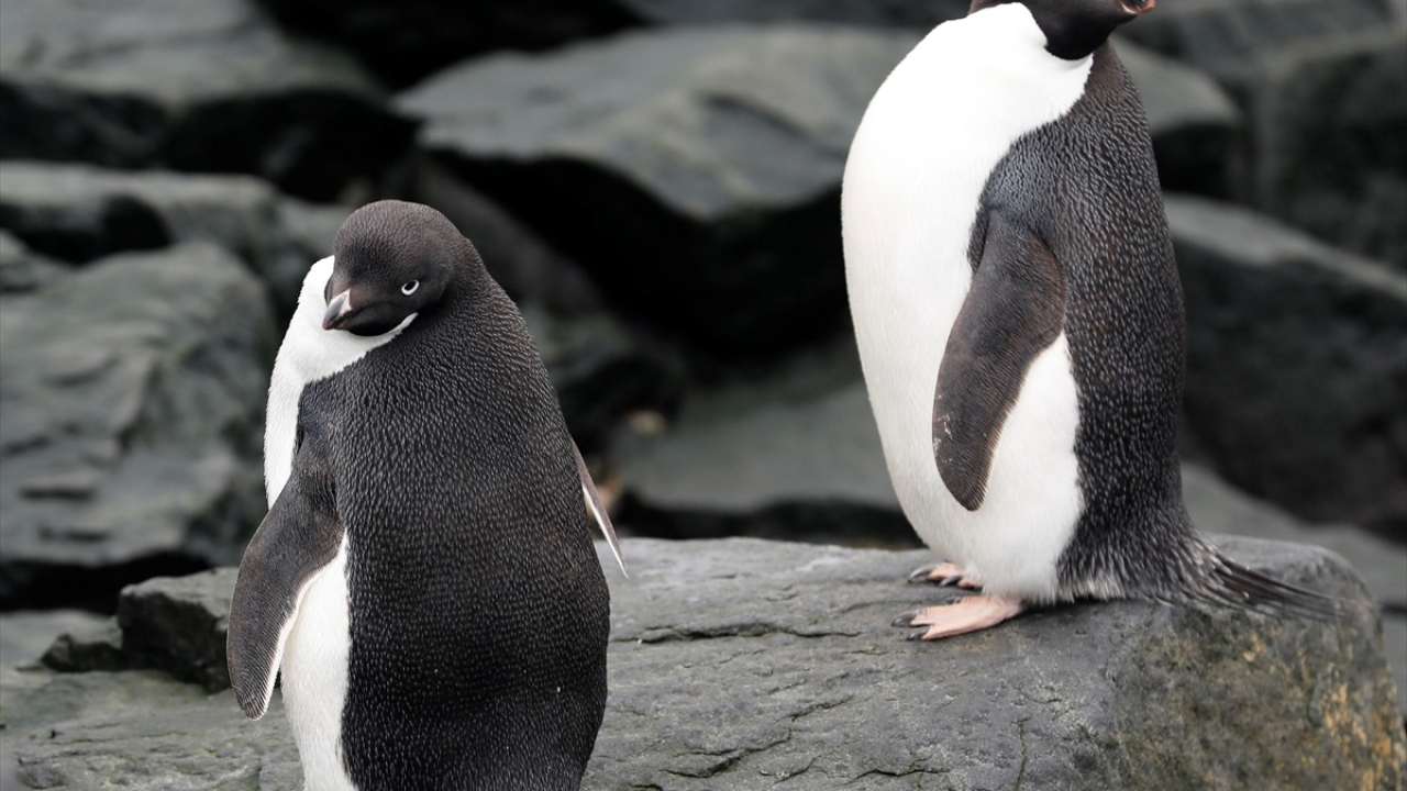 Bilim heyetini adada üs ve çevresini Türk ekibiyle paylaşan penguen ve foklar karşıladı.