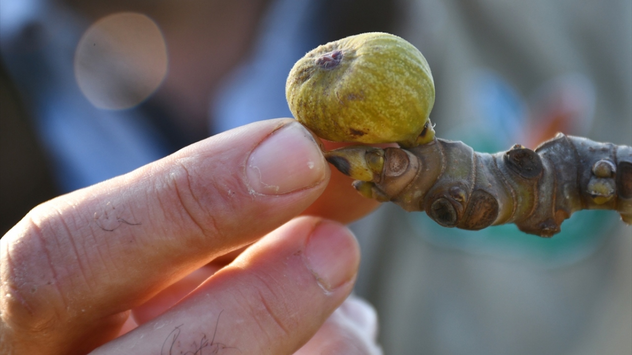 Osmancık Mahallesi Muhtarı Salim Çetin, yaptığı açıklamada, ilçeye has incirde normalde mayıs ayında başlaması gereken meyvelenmenin şubatta olmasına şaşırdıklarını söyledi.