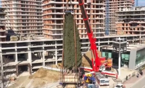 55 yıllık ağaç cami bahçesine taşındı